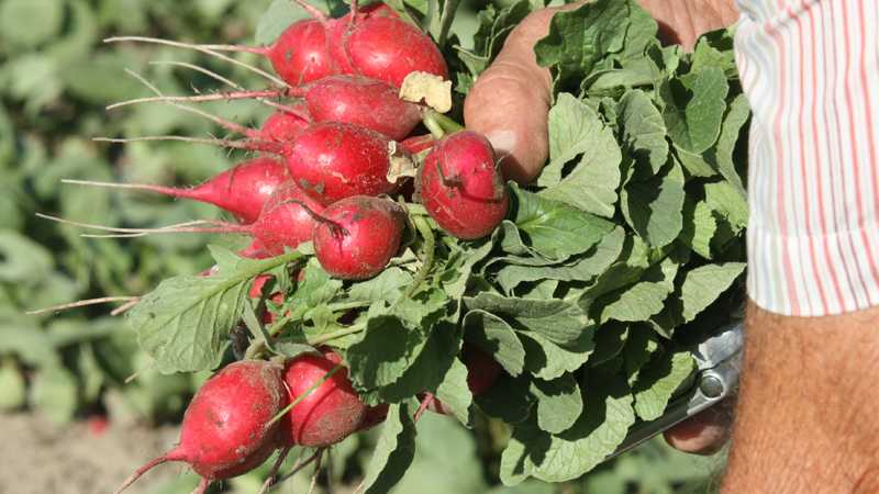PH-D Fungicide Now Available For Additional Crops In California