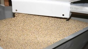 Understanding The Role Of Seed Enhancers In Seed Treaments