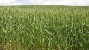 New Technology Offers ALS-Resistant Weed Control In Wheat