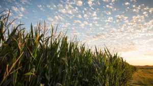 U.S. Regulators May Start Testing Food For Glyphosate Residues
