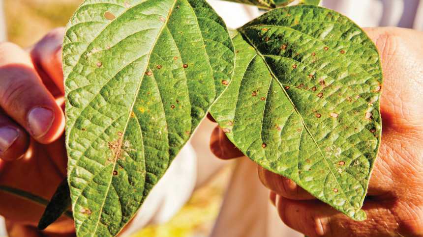 Fungicides Promising Yield Bumps In Tough Times