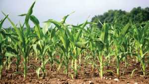 New Nitrogen Stabilizer From Simplot Protects Fertilizer Investment