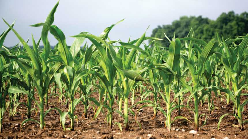Micronutrients Face Uncertain 2015