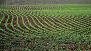 A Paradigm Shift: What to Watch for in Earlier Planted Soybeans