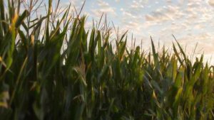 Sidedress Applications Provide Corn N When It’s Most Needed