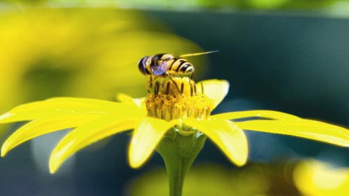 EPA Issues Long-Term Registration for Sulfoxaflor