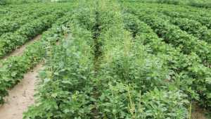 USDA Study: Glyphosate Application More Prevalent In Soybeans Than Corn