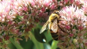 USDA, NASS Launch Beekeeper Survey