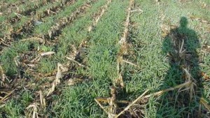 More Farmers Find Healthy Soil Works For Crops, Bottom Line