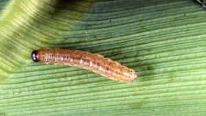 Seed Variety Choices, Cold Tame Pests
