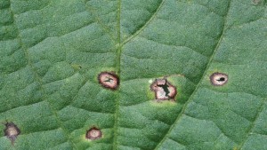 Strobilurin-resistant Frogeye Leaf Spot Threat Looms with Delayed Soybean Planting