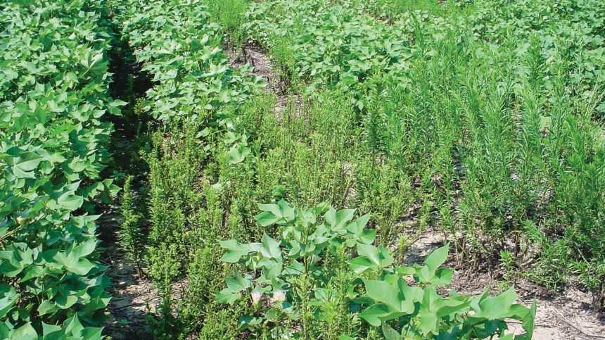 Weeds To Watch 2015: Resistance Remains Riling
