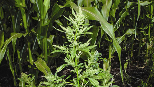 Australia’s Seed Destructor Could Be Midwest’s New Tool Against Weed Resistance