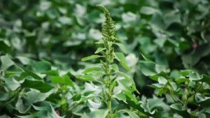 USDA Deregulates Dow AgroSciences’ Enlist Cotton Trait