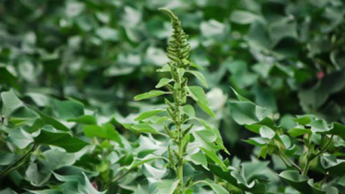EXPERT: Multi-Chemistry Resistant Weeds On The Rise