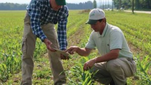 Scouting, Soil Checks Gaining Value