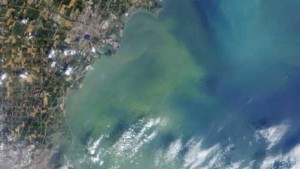 Study: Algae From Clogged Waterways Could Be Used As Biofuels And Fertilizer