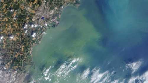 Study: Algae From Clogged Waterways Could Be Used As Biofuels And Fertilizer