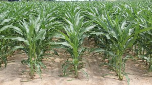 Southern States: An Inside Look At Our Tissue Sampling Program