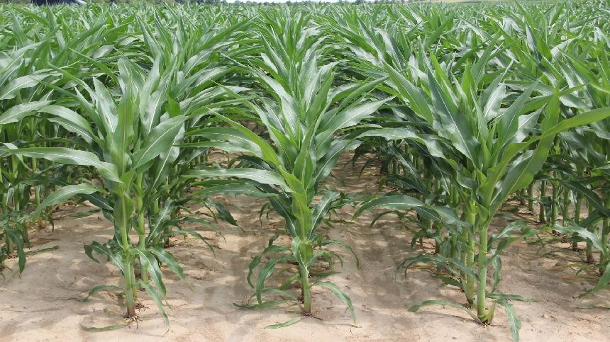 Dow AgroSciences Announces Launch of Enlist Corn for 2018 Planting