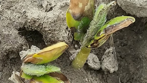 ISU: ‘Halo Effect’ From ILeVO Soybean Seed Treatment Doesn’t Result In Yield Loss