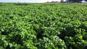 How Do Radishes Work As a Cover Crop?