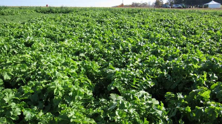 How Do Radishes Work As a Cover Crop?