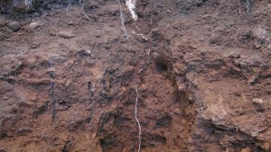 Soil Health Institute, Datu Research Receive Grant To Evaluate Economic Impact Of Soil Health Practices