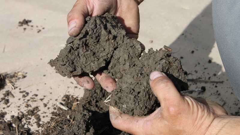 Understanding How Soil pH Affects The Availability Of Plant Nutrients
