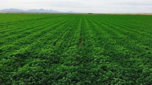 FMC Introduces New Optimized Insecticide Formulation