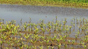 Both Wet and Dry Conditions Threaten Nitrogen Loss