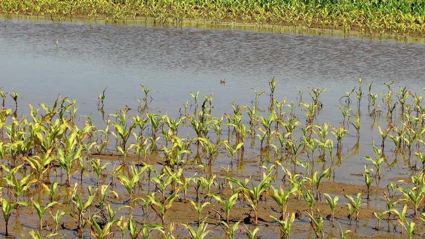 Both Wet and Dry Conditions Threaten Nitrogen Loss