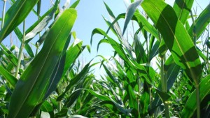 FMC Emerges as DuPont Crop Protection Business Buyer, Becomes 5th Largest Ag Chemical Company