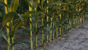 More Efficient Crops With Less Fertilizer, Higher Yields