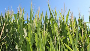 Hurricane Dorian Threatens Crops, Energy Infrastructure in Carolinas
