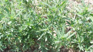 Bayer Launches Huskie FX Herbicide for Improved Efficacy Against Kochia