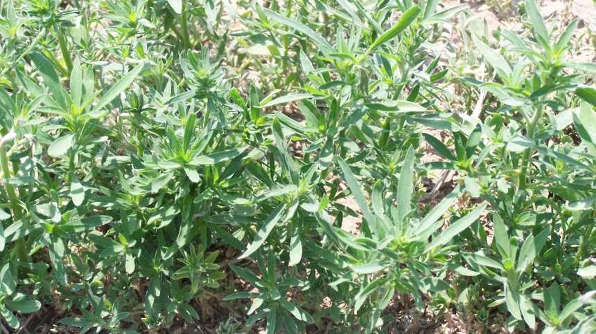 INNVICTIS CROP CARE Launches STAVE Post-Emerge Broadleaf Herbicide