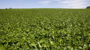 Dicamba: Monsanto Moves to Stop Arkansas Ban