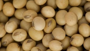 Understanding Inoculation Techniques For Legumes
