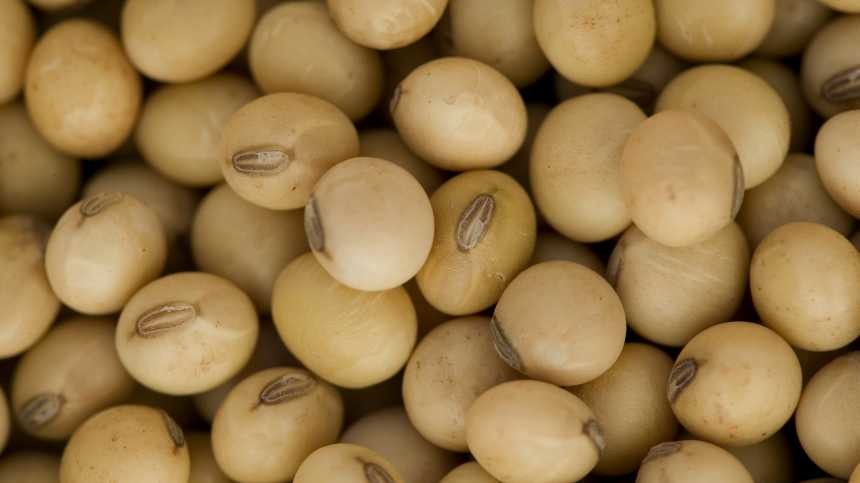 KALO Introduces New Legacy Soybean Inoculant