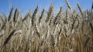 Arysta LifeScience Launches New Foliar Nutrition Product for Corn, Wheat