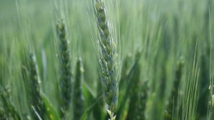 West Central Distribution Launches Ridgeline Seed Care Portfolio