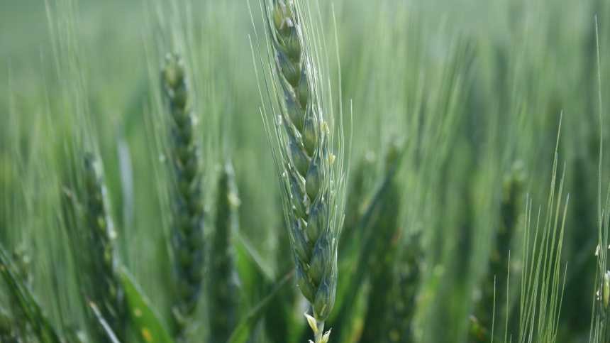 Syngenta Introduces AgriPro Winter Wheat Varieties for Fall Planting Season