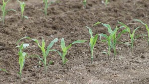 Fortenza Insecticide Seed Treatment Receives EPA Registration