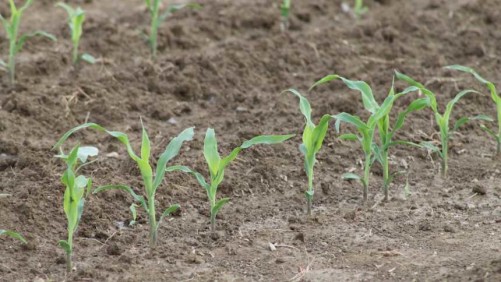 Nitrogen, Soil Health, and the Path to Crop Success: Connecting Nutrient Efficiency and the Bottom Line