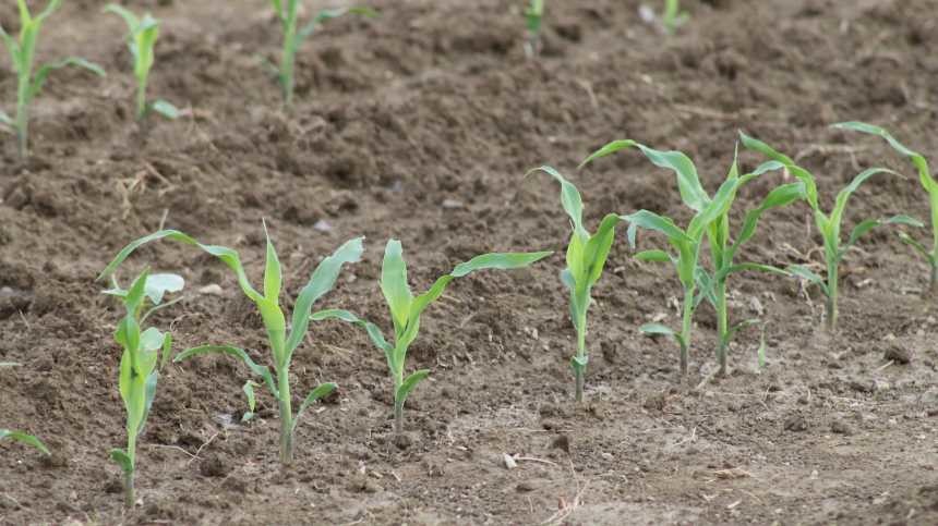 Nitrogen, Soil Health, and the Path to Crop Success: Connecting Nutrient Efficiency and the Bottom Line