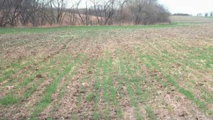 The Importance Of Wheat Seed Treatments