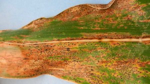 New Corn Disease Confirmed In U.S.