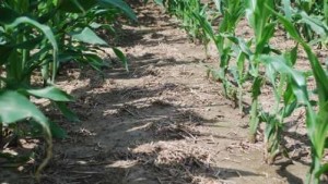 Growers, Ag Experts Review Acuron Corn Herbicide First-Year Performance