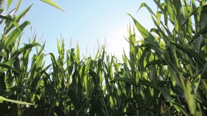 EPA Settles With Syngenta For Alleged Multi-Regional Pesticide Violations